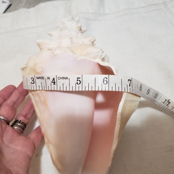 Heavy Conch Queen Shell - Picture 7 of 12